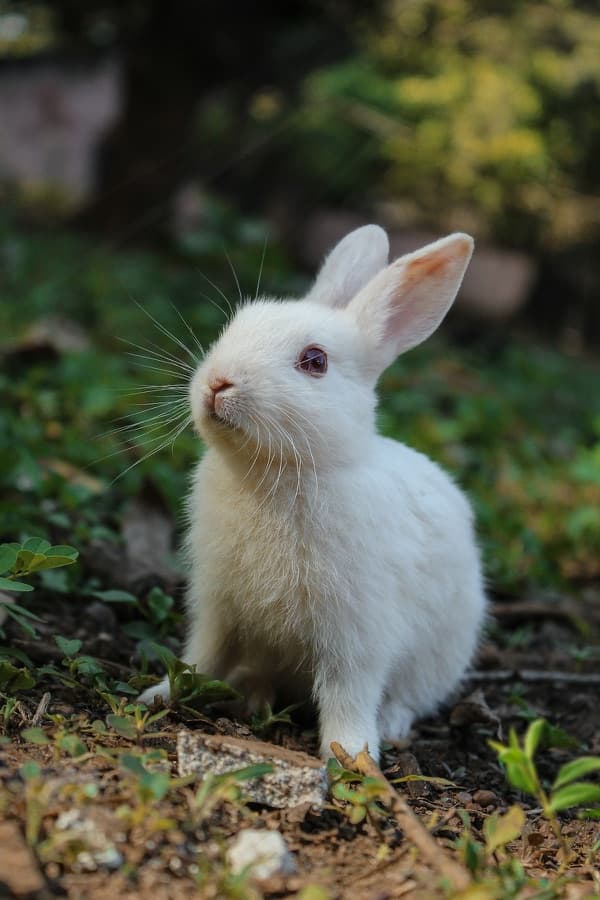 Clover the rabbit
