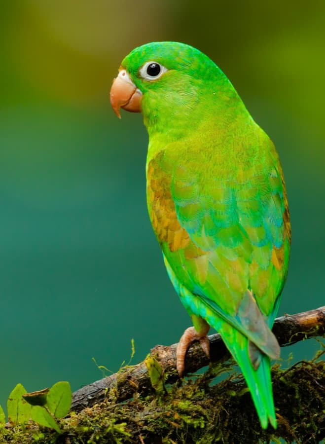 Mango the bird