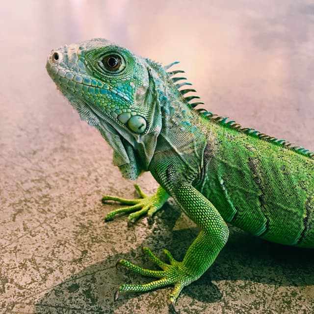 Pepper the bearded dragon
